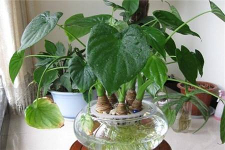 滴水观音的生活习性和养护方法技巧