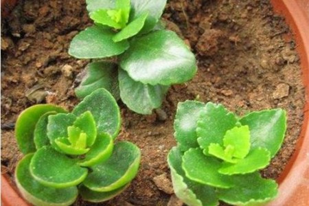 长寿花的繁殖方法