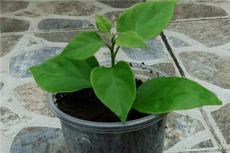 光叶子花栽培方法技巧