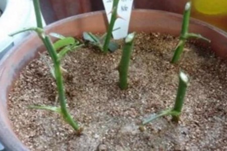 长寿花的繁殖方法