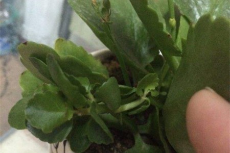 长寿花的繁殖方法