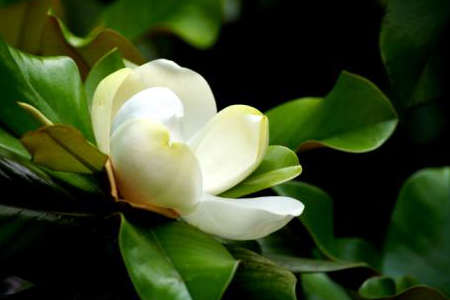 广玉兰的栽培方法技巧