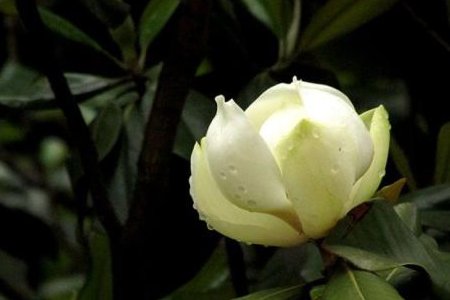 广玉兰的栽培方法技巧