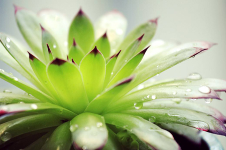 观音莲的养殖方法