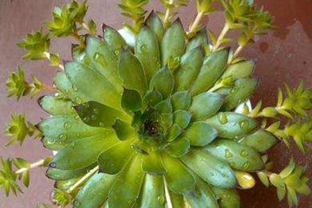 观音莲的养殖方法