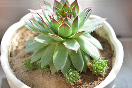 观音莲的养殖方法