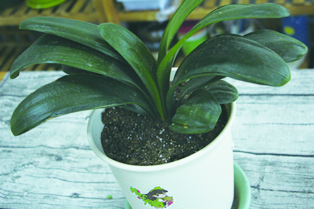 君子兰的养殖方法