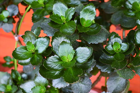 长寿花的养殖方法