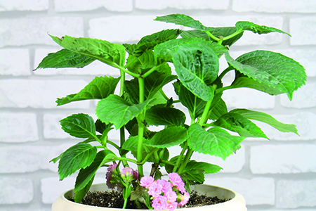 长寿花的养殖方法