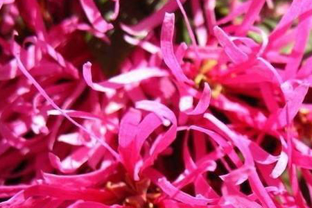 红花继木的管理方法技巧