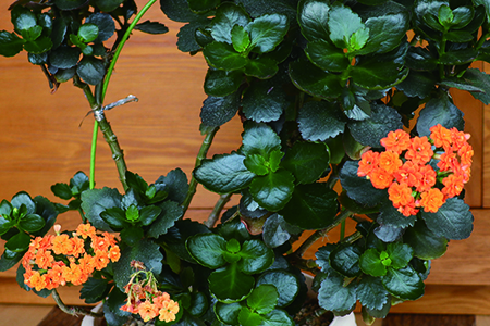 长寿花的养殖方法