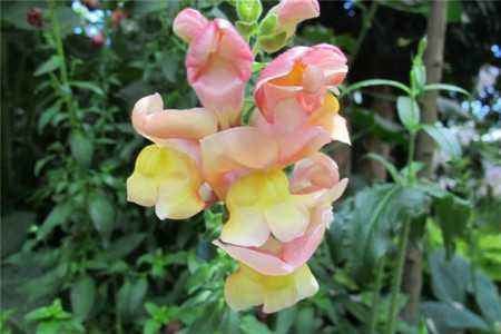 金鱼草养护方法技巧