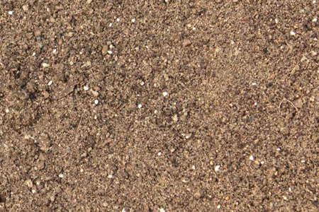 金鱼草养护方法技巧