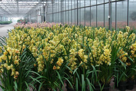 大花蕙兰的养殖方法