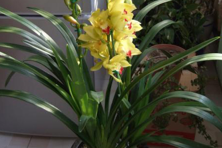 大花蕙兰的养殖方法