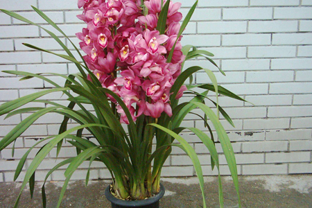 大花蕙兰的养殖方法