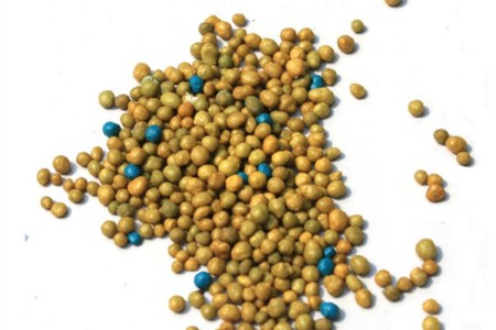 金钻的养殖方法