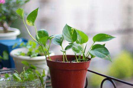 绿萝的生长习性与关键种植方法技巧