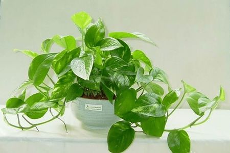 绿萝的生长习性与关键种植方法技巧