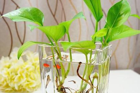 绿萝的生长习性与关键种植方法技巧