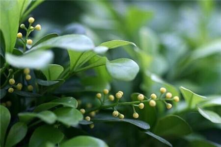 米兰热天养护管理方法技巧