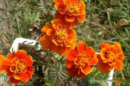 孔雀草花能开多久