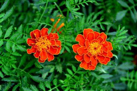 孔雀草花能开多久