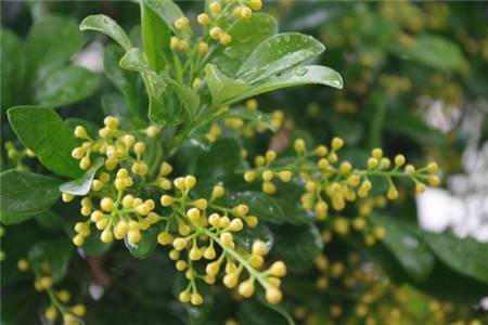 米兰热天养护管理方法技巧