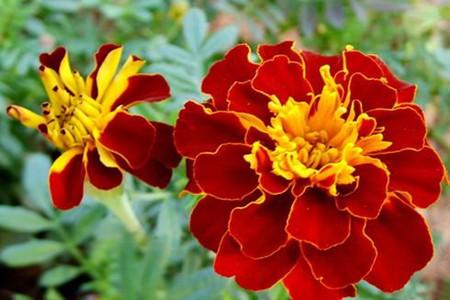 孔雀草的种植注意些什么