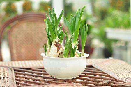 水仙的生活习性和养护方法技巧