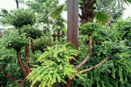 赤楠盆景养护方法技巧