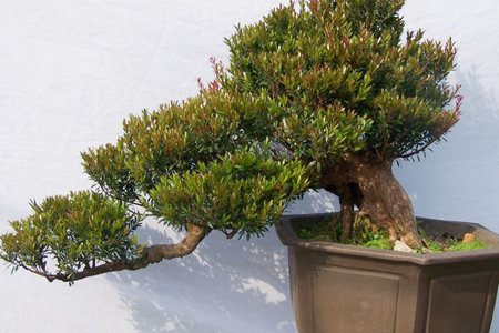 赤楠盆景养护方法技巧