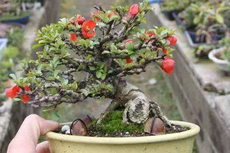 长寿梅盆景养护方法技巧