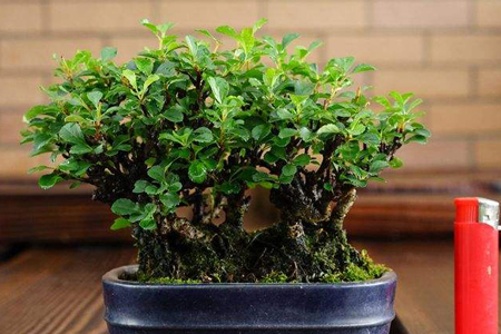 长寿梅盆景养护方法技巧