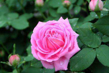 月季栽培管理方法技巧