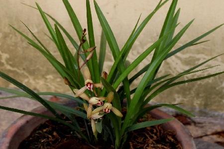 兰花春天施什么肥