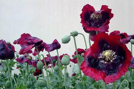 罂粟花种植技术及方法技巧