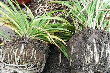 春天吊兰多少度时发芽