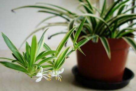 春天吊兰多少度时发芽