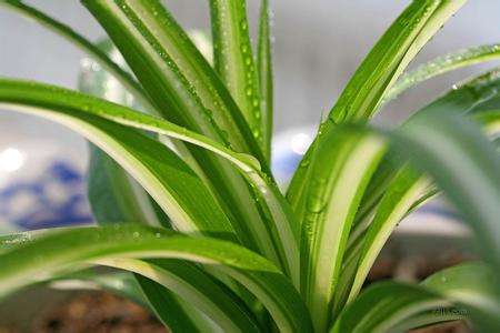 春天吊兰多少度时发芽