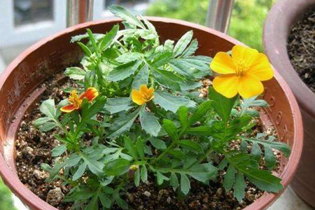 盆栽孔雀草怎么种植