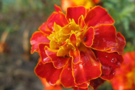 盆栽孔雀草怎么种植