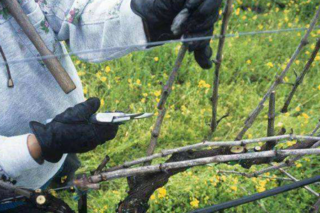 春天葡萄剪枝方法