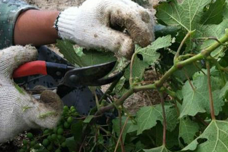 春天葡萄剪枝方法