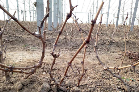 春天葡萄剪枝方法