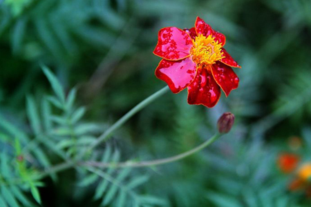 孔雀草怎么移栽