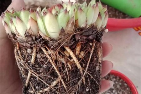 春天养多肉植物注意事项什么