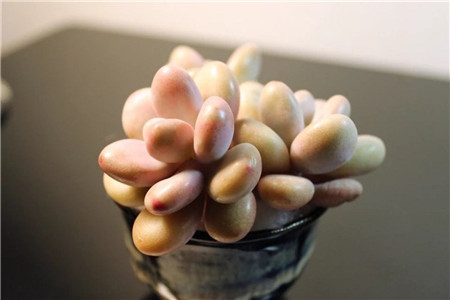 春天养多肉植物注意事项什么