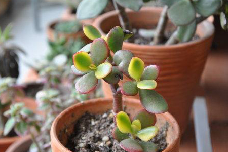 黄金花月春天怎么换盆