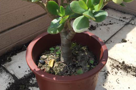 黄金花月春天怎么换盆